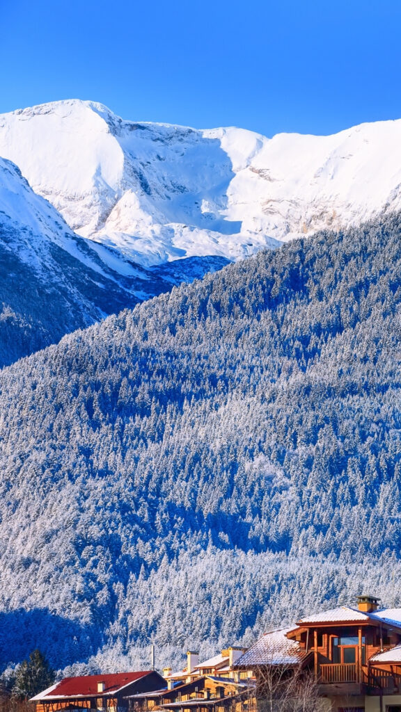 Snow-covered pine forest in the Pirin Mountains near Bansko
