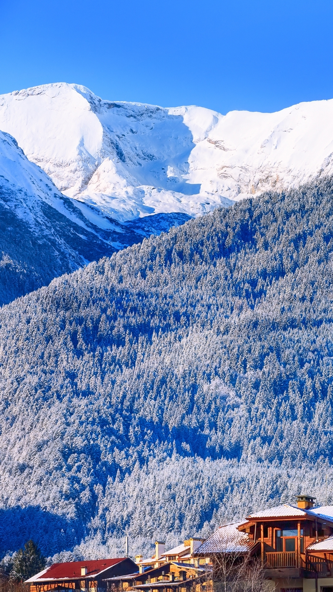 Snow-covered pine forest in the Pirin Mountains near Bansko